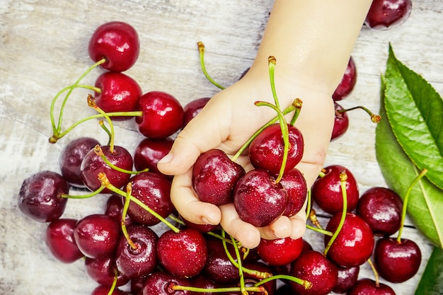 The child is picking cherries in the garden. Selective focus.