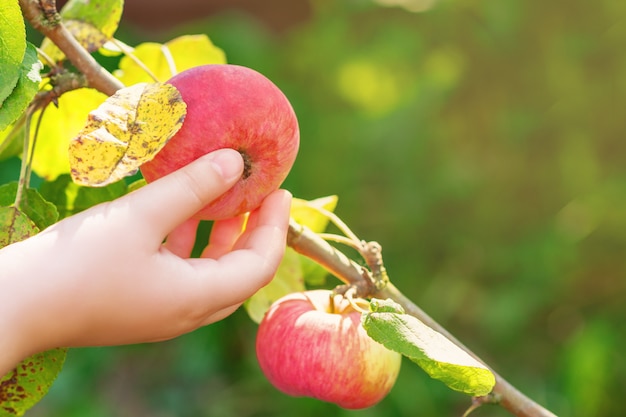 Child is picking red apple from tree branch.