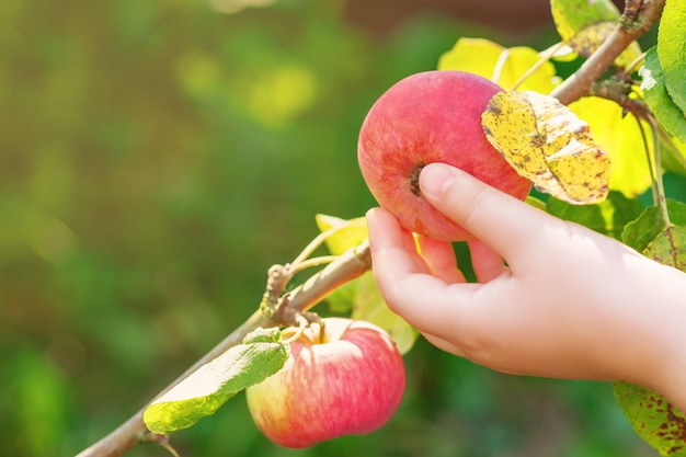 Child is picking red apple from tree branch