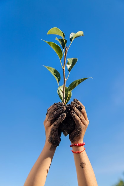 The child is planting a plant in the garden Selective focus