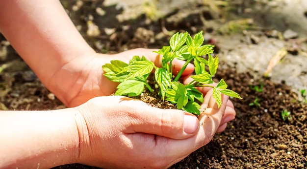 子供は庭に羊を植えています。選択的なfocus.nature