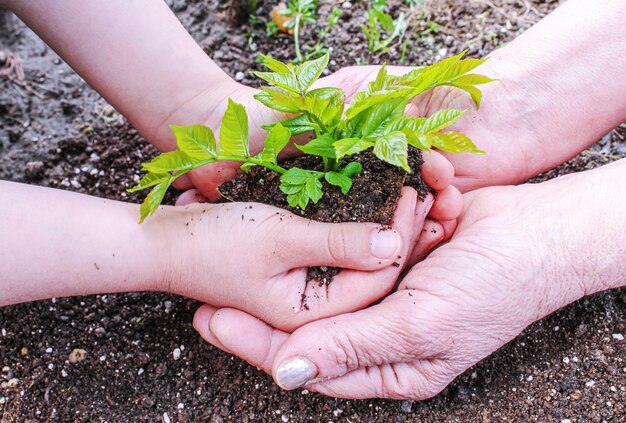 The child is planting sheep in the garden. Selective focus.nature