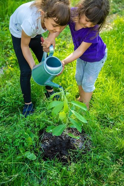 The child is planting a tree together. Selective focus.