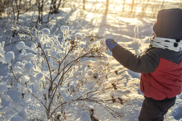 Un bambino sta giocando con la neve in una gelida giornata di sole invernale tra gli alberi all'aperto al tramonto