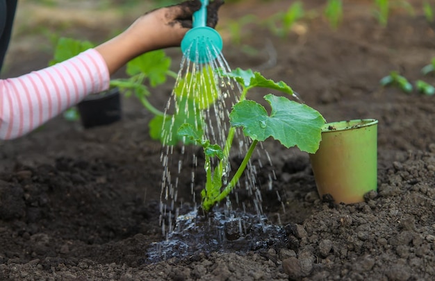 A child is watering a plant in the garden Selective focus