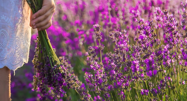 A child in a lavender field. Selective focus. Nature.