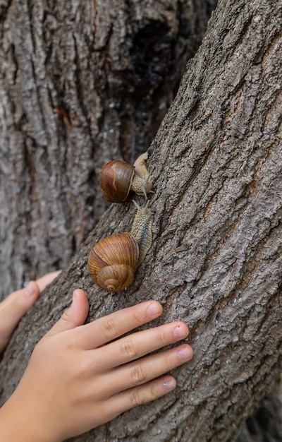 The child looks at the snail Selective focus