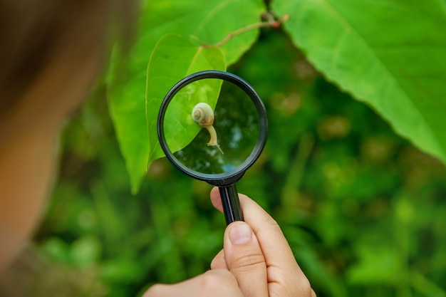 The child looks at the snail through a magnifying glass. Selective focus. Nature.