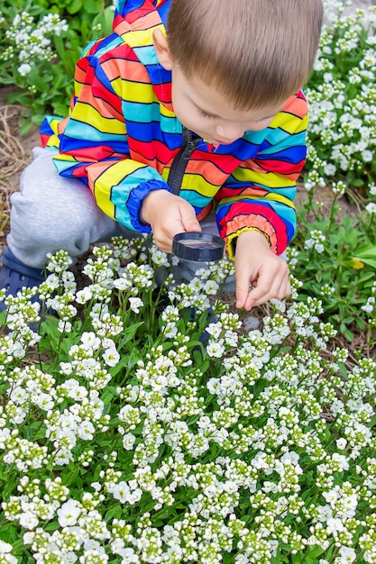 子供は虫眼鏡を通して花を眺めますズームイン