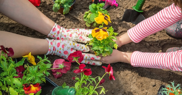 Foto fiori della pianta madre e del bambino nel giardino. messa a fuoco selettiva.