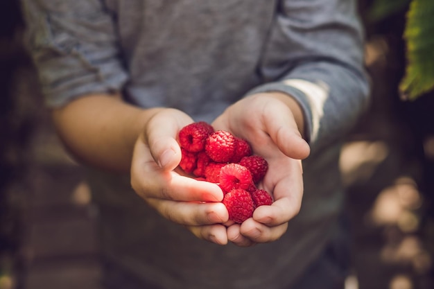 Child picking raspberry kids pick fresh fruit on organic raspberries farm children gardening and