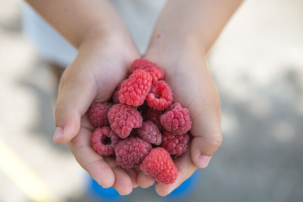 Photo child picking raspberry. kids pick fresh fruit on organic raspberries farm.