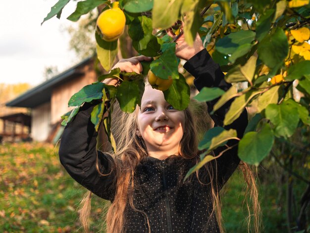 Child picking ripe yellow quince from the tree in farm garden Local organic fruit harvesting autumn season Natural food healthy eating Vitamin C Iron in kids diet Cute smiling girl outdoor sunny day