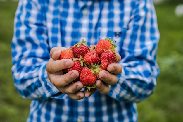 Bambino che raccoglie fragola sul campo dell'azienda agricola di frutta il giorno di estate soleggiato. i bambini tengono in mano una fragola biologica matura fresca fresh