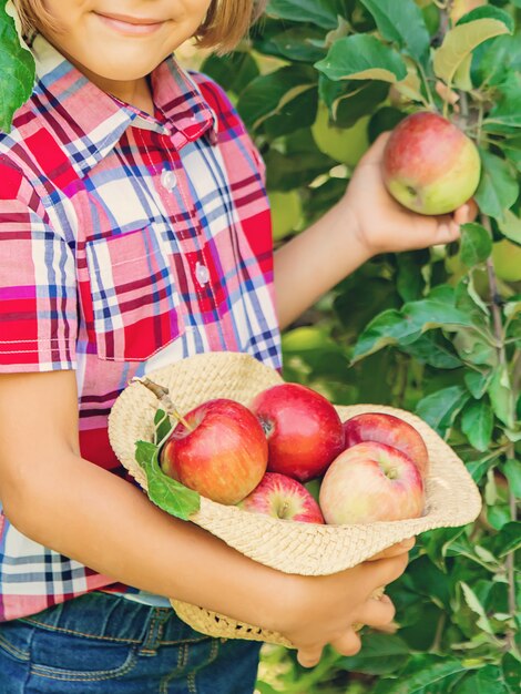 child picks apples in the garden in the garden. Selective focus.