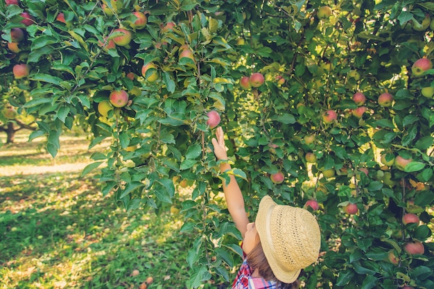 Il bambino raccoglie le mele nel giardino nel giardino.