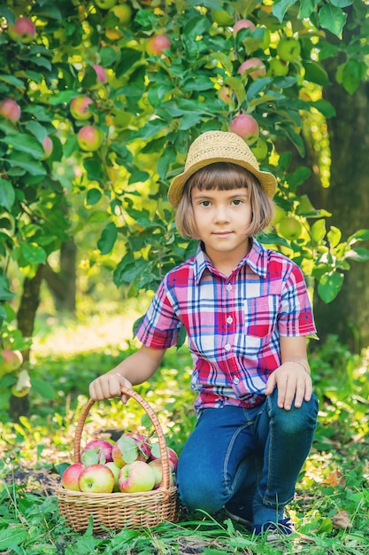 Child picks apples in the garden in the garden.