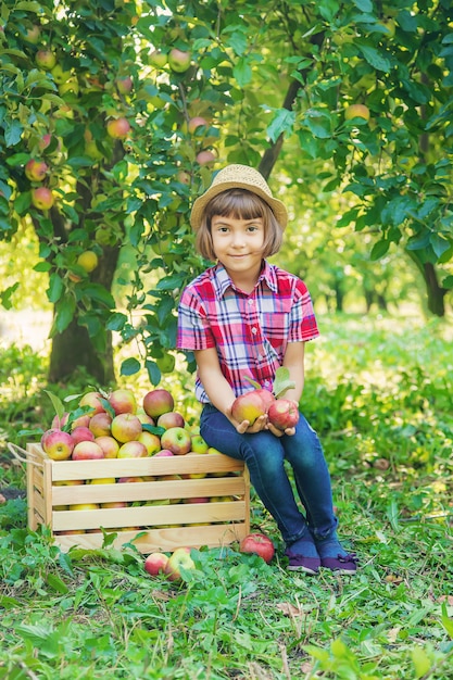 Child picks apples in the garden in the garden.