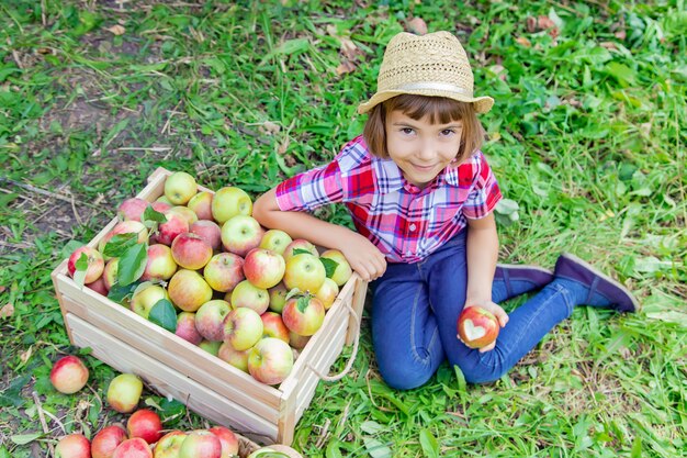 Child picks apples in the garden in the garden