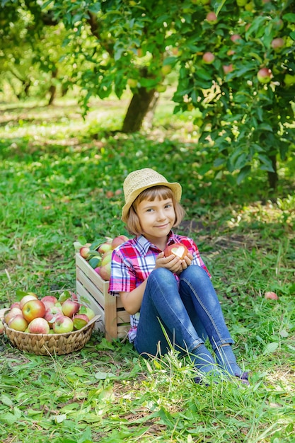 Child picks apples in the garden in the garden