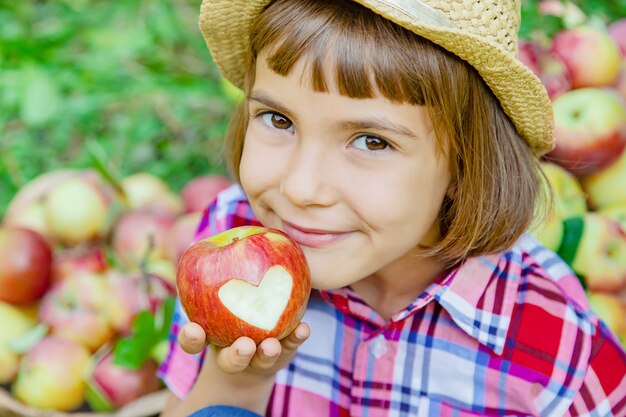 Child picks apples in the garden in the garden