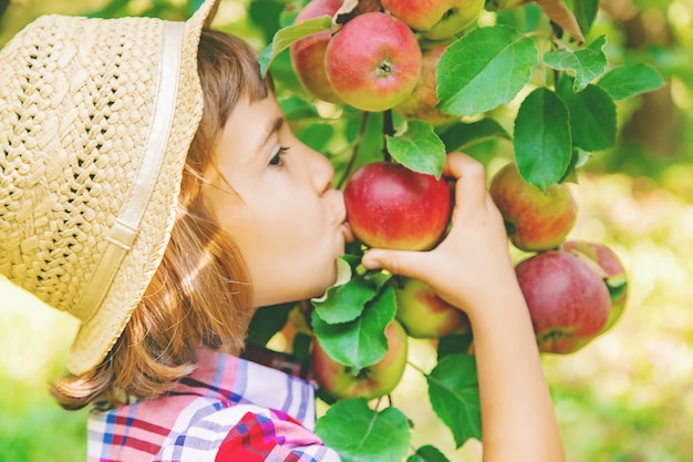 Child picks apples in the garden in the garden