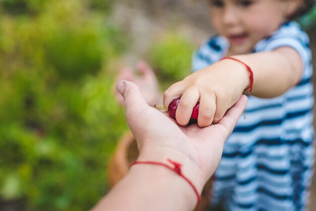 子供が庭でチェリーを摘み取る 選択的な焦点 自然