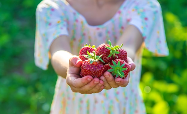 The child picks strawberries in the garden. Nature.