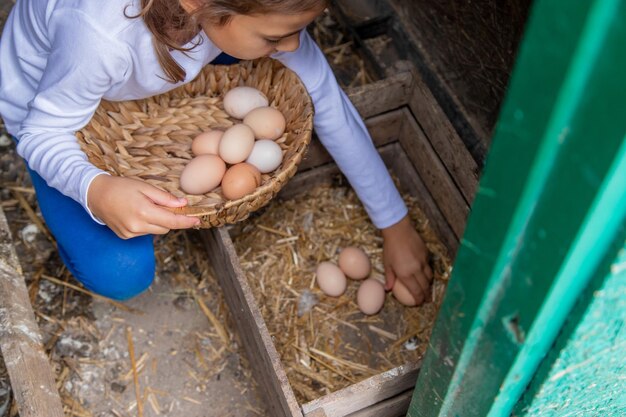 The child picks up the eggs in the hen house. Selective focus.