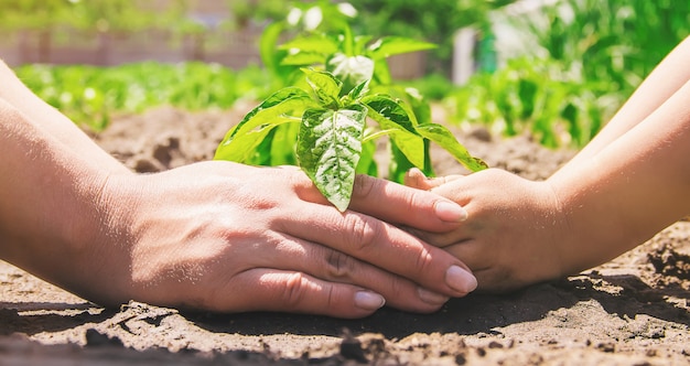 A child plants a plant in the garden. Selective focus.