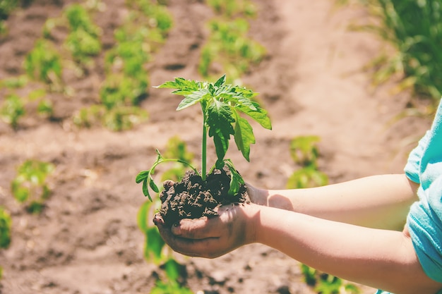 A child plants a plant in the garden. Selective focus.