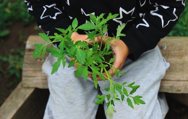 The child plants, protects the plant in the beds, in the garden. Selective focus.