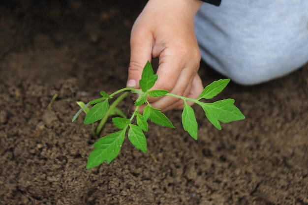 The child plants, protects the plant in the beds, in the garden. Selective focus.