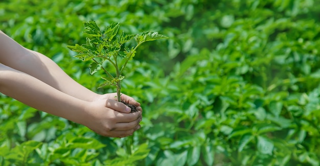 The child plants tomatoes in the garden. Selective focus. people.