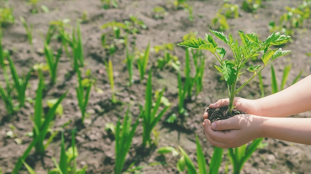 子供は庭にトマトを植えます。セレクティブフォーカス。人。