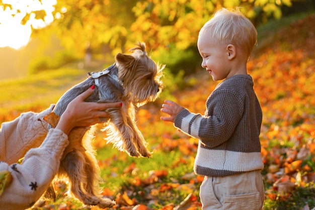 子供はヨークシャーテリア犬と遊ぶ。