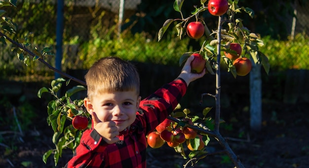 A child plucks an apple from a tree in the garden Harvest on the farm