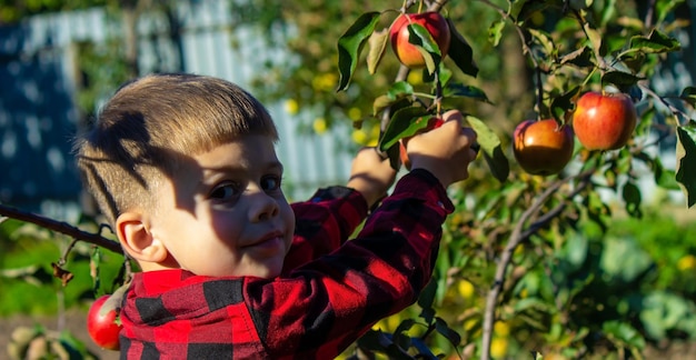 A child plucks an apple from a tree in the garden Harvest on the farm