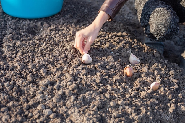 In a child's hand a clove of garlic child helps to plant garlic