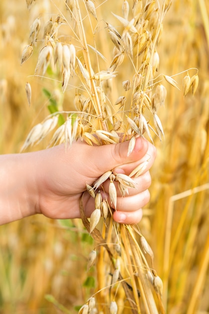 Child's hand holding the ears of oats.