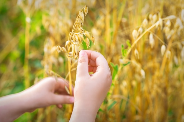 オート麦の耳を持つ子供の手。