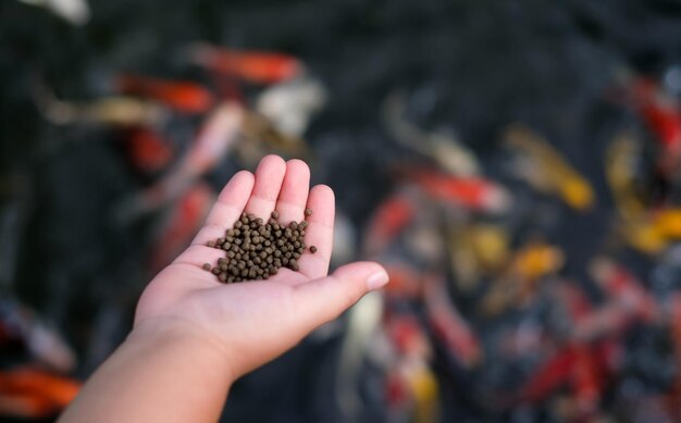 鯉の池の背景に魚の食べ物と多くのカラフルな鯉の魚を持っている子供の手