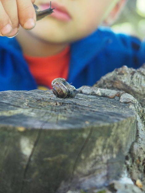 子供の手は、ヘビが乗った木の切り株を持っています。