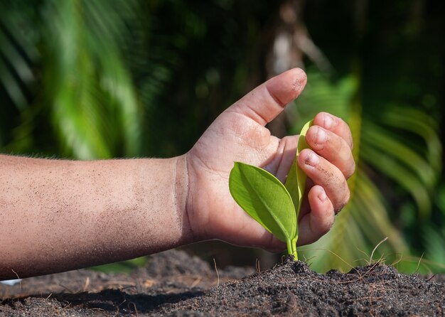 The child's hand protects the ficus sprout in the ground.