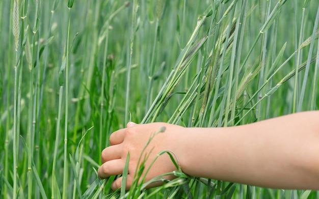 子供の手が畑の小麦の穂に触れる日没時に、男性が手で小麦の緑の穂に触れて麦畑を歩きます