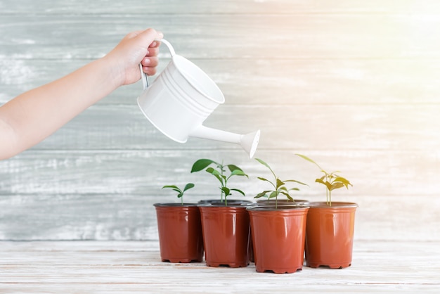 Child's hand with white water can and green new plants in brown pots.