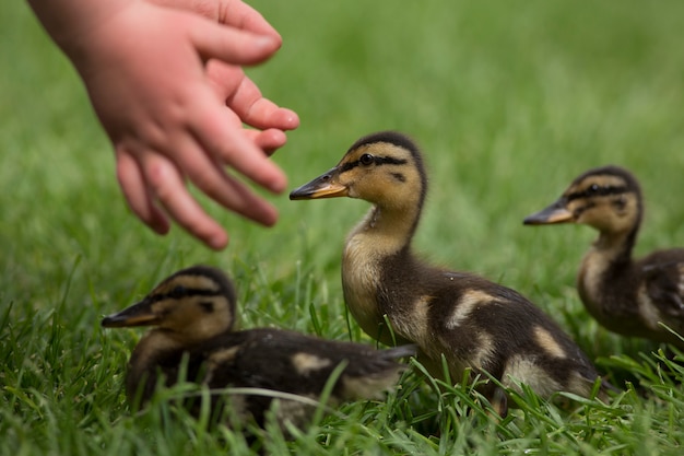 写真 赤ちゃんのアヒルと子供の手