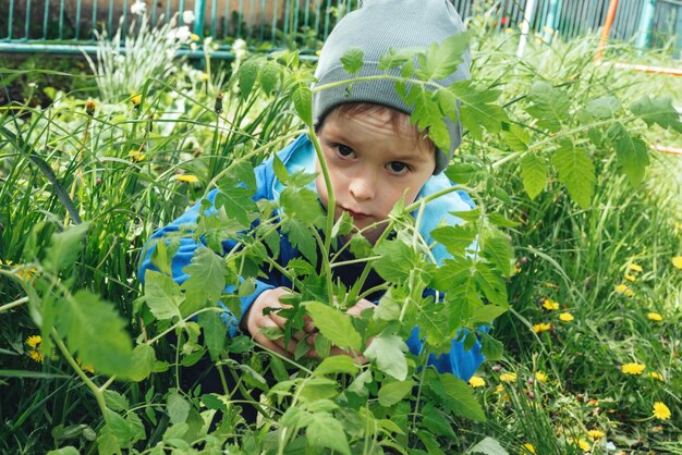 Child sits and looks out of a tomato seedling gardening with children farming and harvesting person