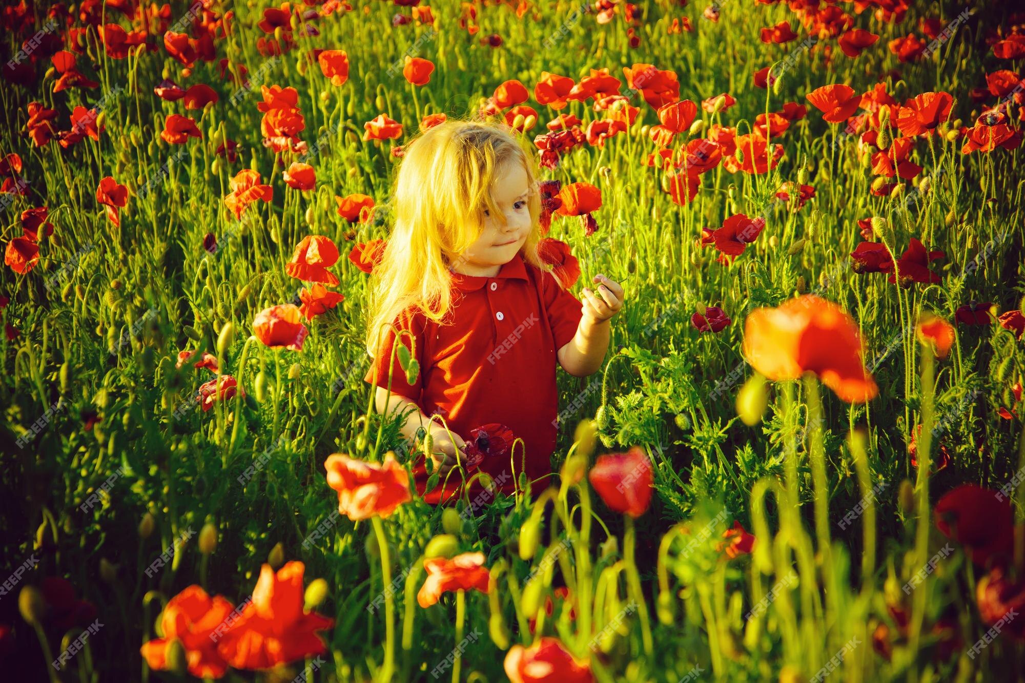 Baby Long Legs  Poppy drawing, Poppies, Long legs