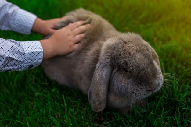 Child stroking a rabbit